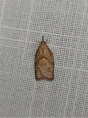Enchocrates glaucopis