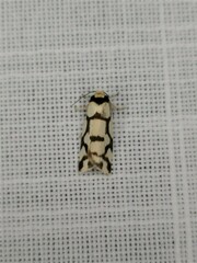 Scaptesyle dichotoma