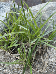 Cyperus dioicus