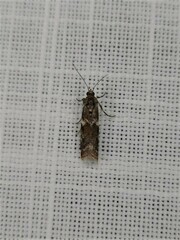 Ephestiopsis oenobarella