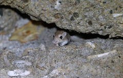 Chaetodipus