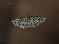 Pasiphilodes testulata