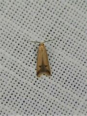 Tachystola hemisema