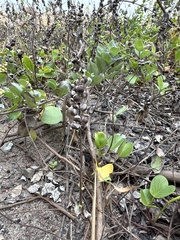 Vitex rotundifolia