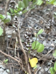 Vitex rotundifolia