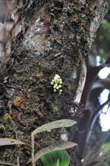 Macrolobium colombianum