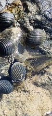 Nerita costata