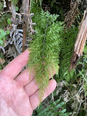 Hymenophyllum demissum