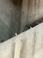 Hirundo tahitica