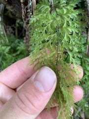 Hymenophyllum demissum