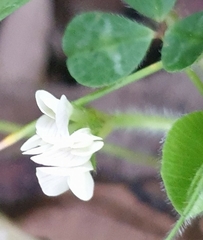 Trifolium subterraneum