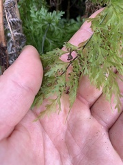 Hymenophyllum demissum