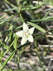 Funastrum clausum