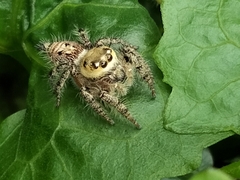 Hyllus