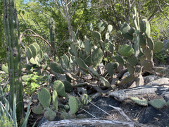 Opuntia caboensis