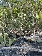 Opuntia caboensis