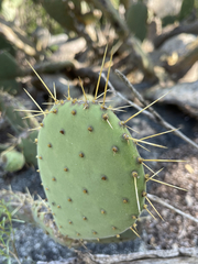 Opuntia caboensis