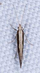 Plutella xylostella