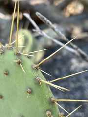 Opuntia caboensis