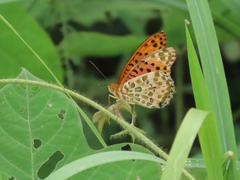Argynnis hyperbius
