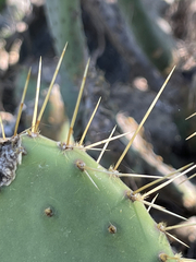 Opuntia caboensis
