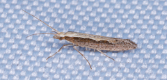 Plutella xylostella