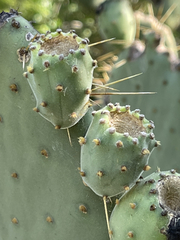 Opuntia caboensis