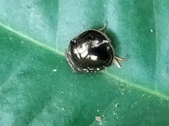 Brachyplatys subaeneus