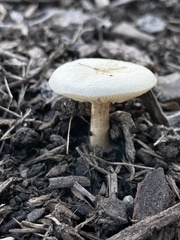 Melanoleuca verrucipes