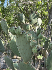 Opuntia caboensis