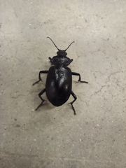 Calosoma