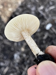 Melanoleuca verrucipes