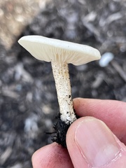 Melanoleuca verrucipes