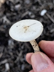 Melanoleuca verrucipes