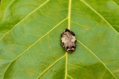 Protaetia aurichalcea