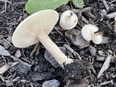 Melanoleuca verrucipes