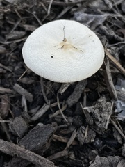 Melanoleuca verrucipes
