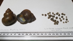 Cipangopaludina chinensis