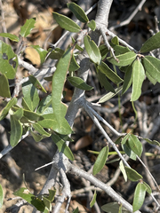 Quercus brandegeei