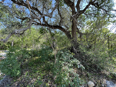 Quercus brandegeei