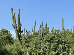 Pachycereus pecten-aboriginum