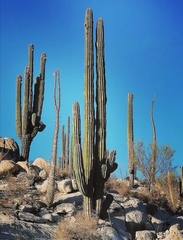 Pachycereus pringlei