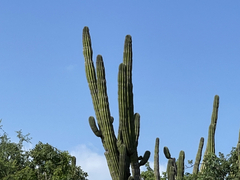 Pachycereus pecten-aboriginum