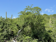 Lysiloma divaricatum