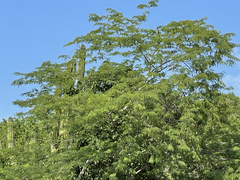 Lysiloma divaricatum