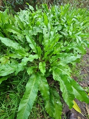 Rumex conglomeratus