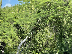 Lysiloma divaricatum