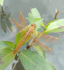 Brachythemis contaminata