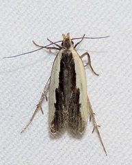 Dichomeris serrativittella