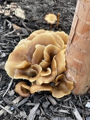 Hohenbuehelia thornii